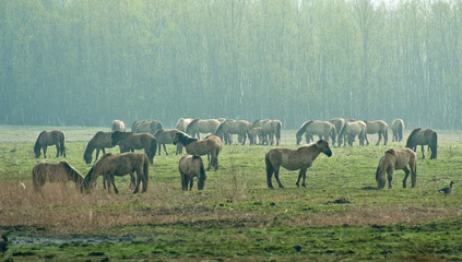 Wild horses in spring © Naj