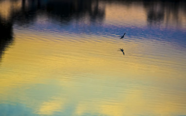 Swallow in colours