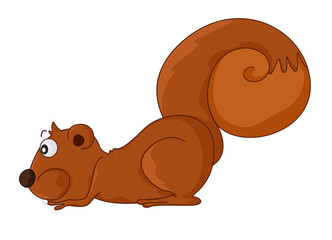Squirrel