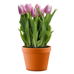 Pink Tulips
