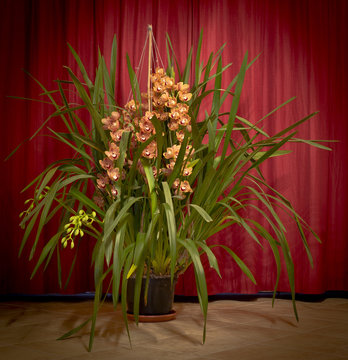 Orchidea Phalaenopsis