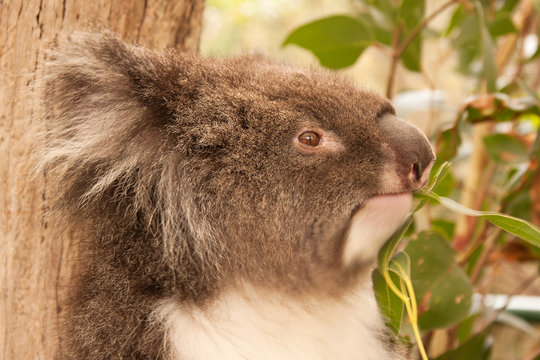 Head of a truculent Koala, chewing