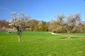 Spring in Switzerland