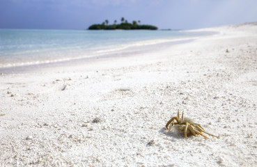 Turquoise Lagoon / Atoll with beach on the Maldives (Malediven)