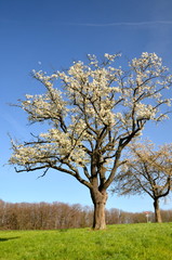 Blossoming Tree under the Moon