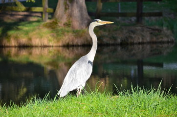 Grey Heron