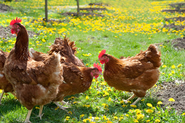poultry in field