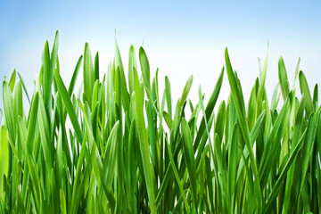 Obraz premium Beautiful spring grass