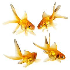 Fototapeta premium Gold fish. Isolation on the white