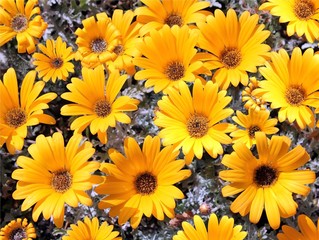 Fototapeta na wymiar bright yellow garden chrysanthemums