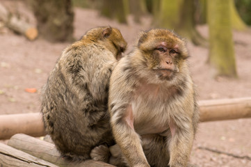 Berberaffen Gemütlichkeit