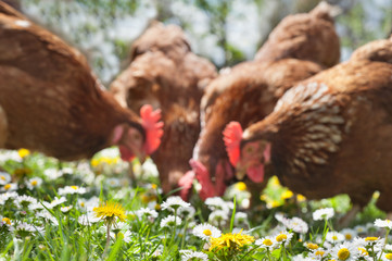 poultry in field