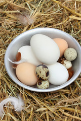 The eggs in the chicken coop