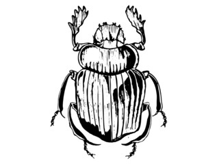 scarabée