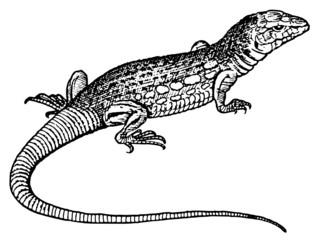 lézard