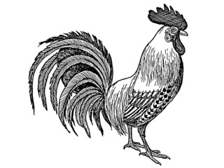 coq © Y. L. Photographies