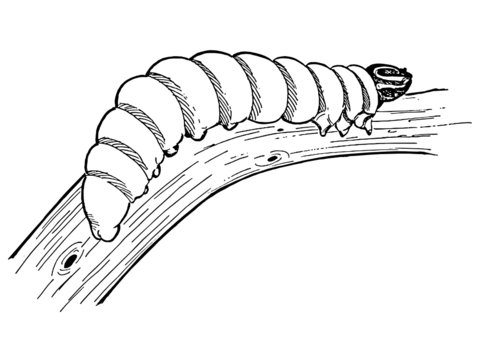 chenille