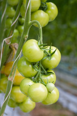 Growing tomatoes in a greenhouse