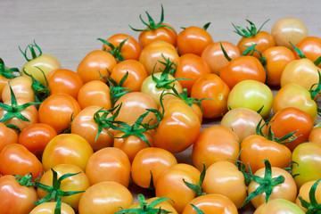 Fresh gathered tomatoes in the greenhouse. After a few days of r
