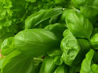 Basil and parsley, close-up