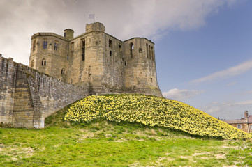 Fototapeta na wymiar Warkworth Castle z żonkili