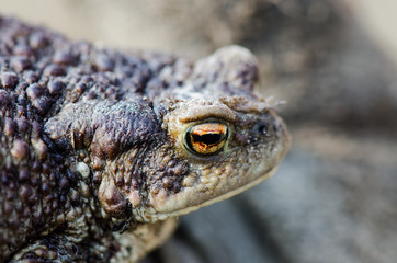 Earthen frog