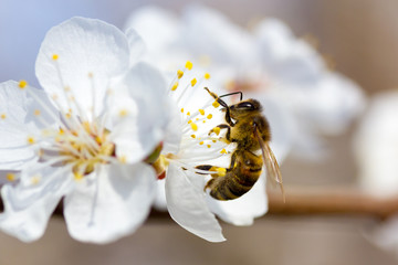 bee in blossoming cherry tree