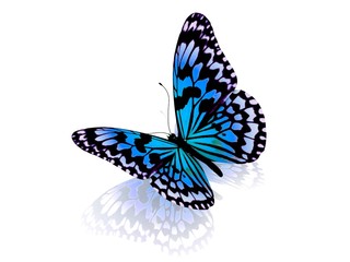 Fototapeta na wymiar Butterfly. Isolated on white background.
