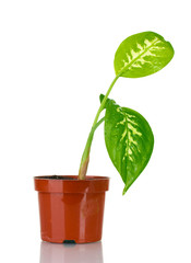 beautiful Dieffenbachia in flowerpot isolated on white