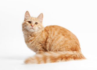 small siberian kitten on white background