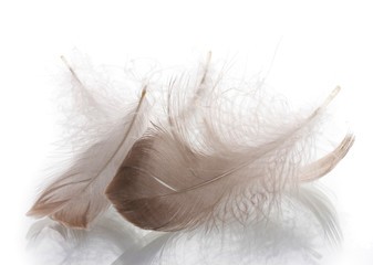 Many fluffy feather isolated on white