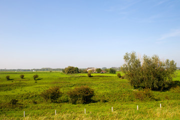Fototapeta premium Dutch landscape with meadows