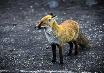 fox