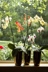 Plant pots with Moth Orchids in window