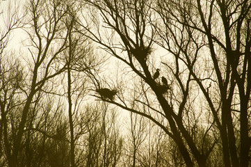 Heronry in trees