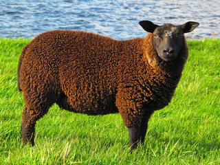 Moutons sur l& 39 herbe fraîche par beau temps ensoleillé.
