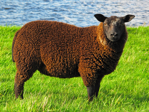 Sheep on fresh grass in beautiful sunny weather.