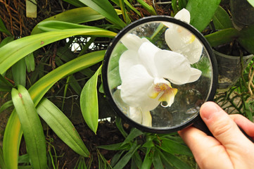 Scientist studying orchid plant