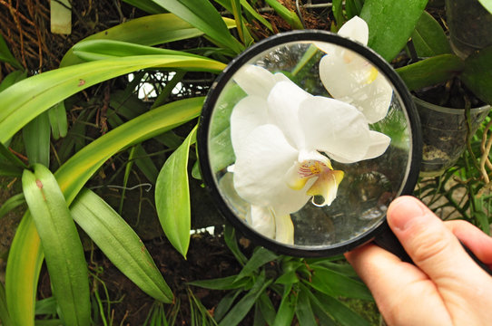 Scientist Studying Orchid Plant