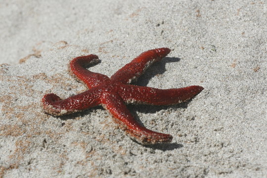 stella marina