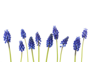 A border of blue grape hyacinths