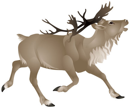 Reindeer or caribou
