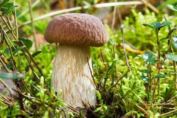cep, boletus in forest