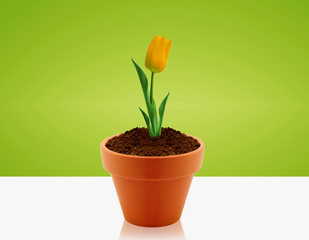 Naklejka na ściany i meble Yellow Tulip