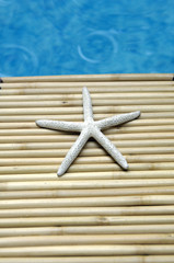 Fototapeta na wymiar starshell on bamboo mat in the swimming pool