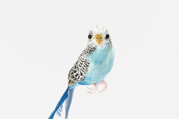 鳥(白バック)