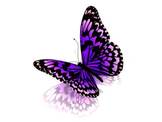 Butterfly. Isolated on white background.