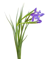 Papier Peint photo Lavable Iris iris sur fond blanc