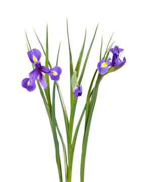 bouquet of iris. Isolated  on white