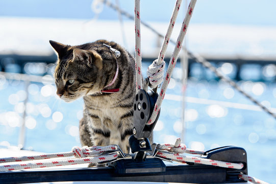 Fototapeta Skipper cat with sailing yacht rigging